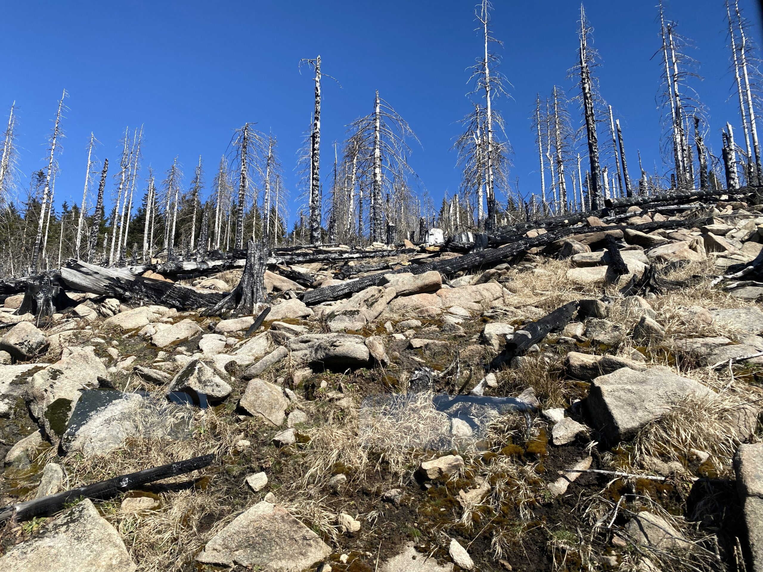 Brocken-Totholz, Fachwerk und mehr …